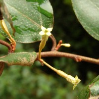 Elaeagnus latifolia L.